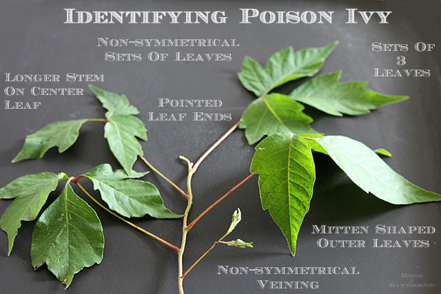Identify-Poison-Ivy