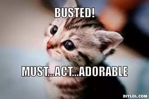 cute-kitten-meme-generator-busted-must-act-adorable-8602c7